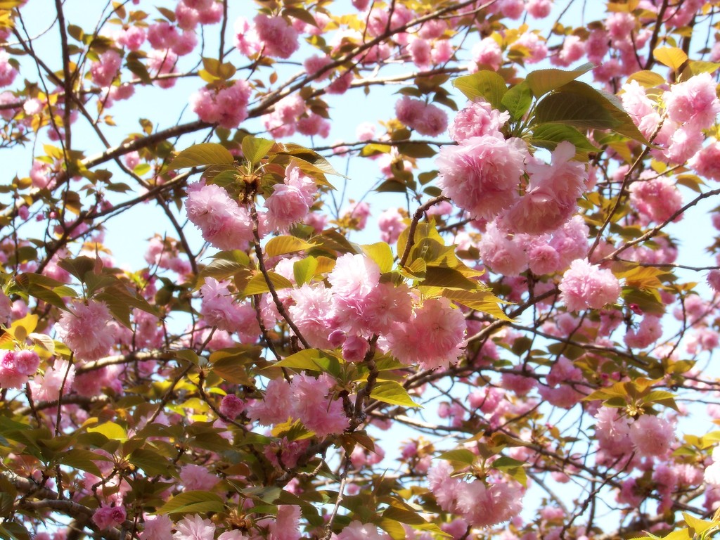 More kwanzan cherry tree blossoms... by marlboromaam