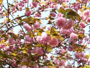 8th Apr 2021 - More kwanzan cherry tree blossoms...