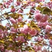 More kwanzan cherry tree blossoms... by marlboromaam