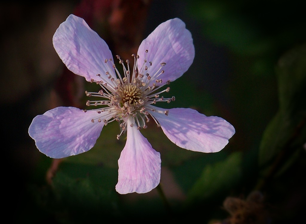 A single dewberry blossom... by marlboromaam