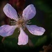 A single dewberry blossom... by marlboromaam