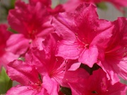 11th Apr 2021 - Bright red azaleas...
