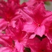 Bright red azaleas... by marlboromaam