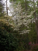 12th Apr 2021 - Dogwood tree...