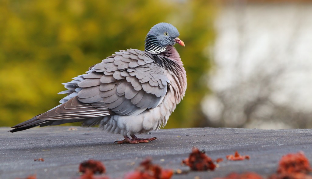 Common wood pigeon  by okvalle