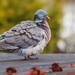Common wood pigeon  by okvalle