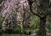 6th May 2021 - Weeping cherry tree
