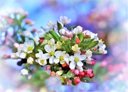 19th Apr 2021 - Blossom Colors
