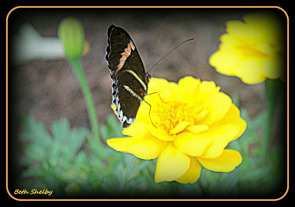 Butterfly on a Yellow Rose by vernabeth