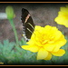 Butterfly on a Yellow Rose by vernabeth