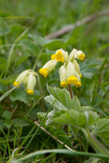 6th May 2021 - cowslip