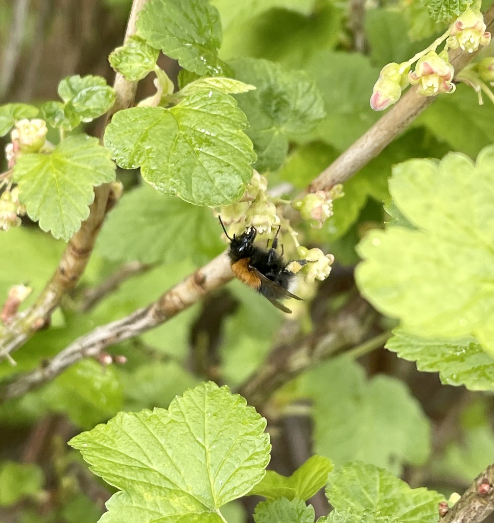 Bee on baby blackcurrants by tinley23