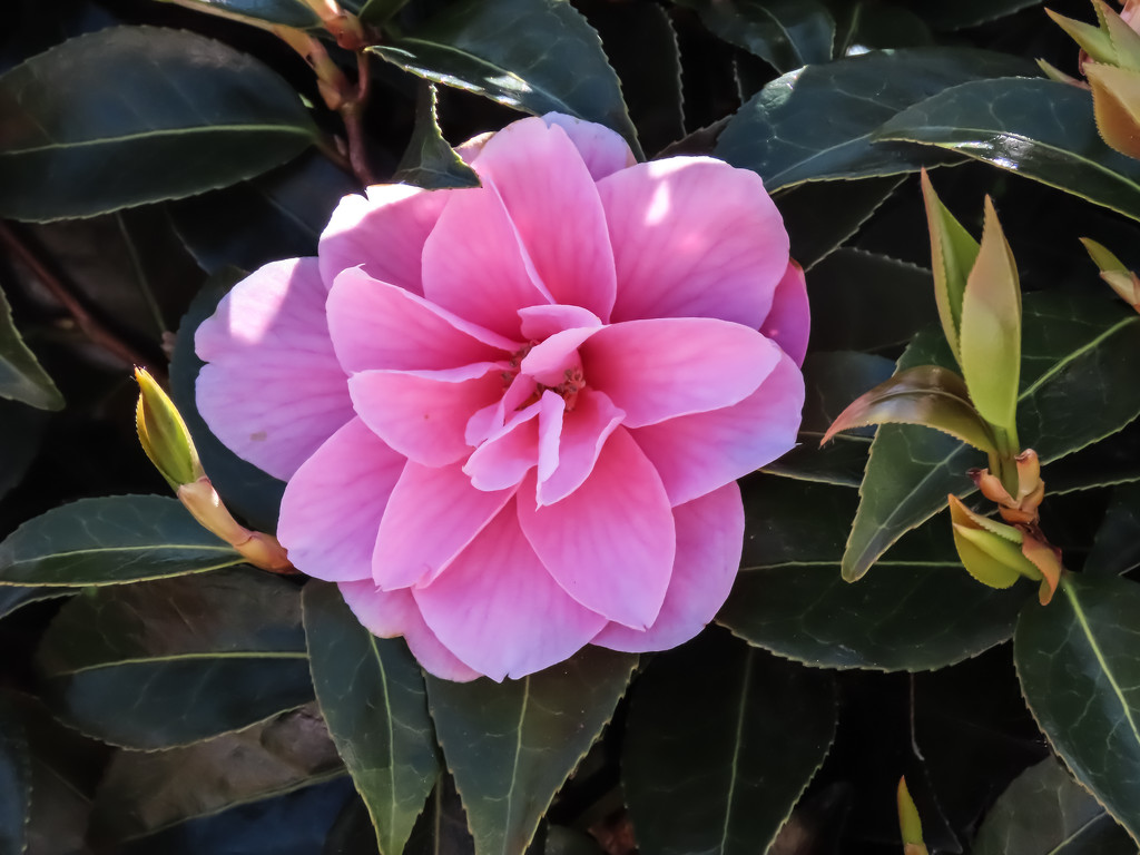 Perfect Camelia by mumswaby