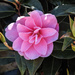 Perfect Camelia by mumswaby