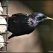 Beautiful starling by rosiekind