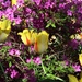 Springtime Flowers by randy23