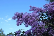 6th May 2021 - Lilacs And The Sky