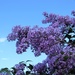 Lilacs And The Sky by randy23
