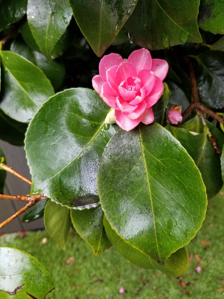 First Camellia by kimmer50