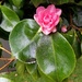 First Camellia by kimmer50