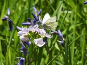 6th May 2021 -  Green Veined White Butterfly (I think)........