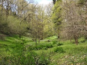 6th May 2021 - In Park Wood 
