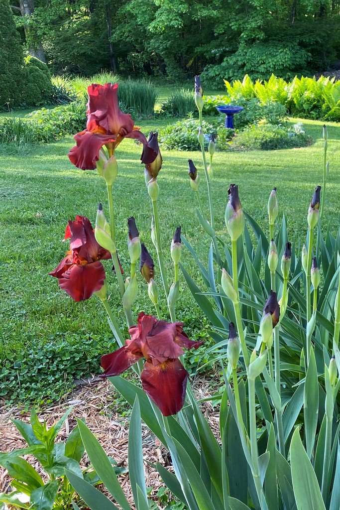 My red iris by tunia