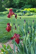 6th May 2021 - My red iris