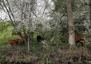 6th May 2021 - Cows and blackthorn blossom