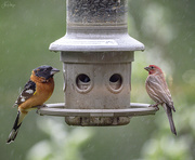 6th May 2021 - Two At the Feeder 
