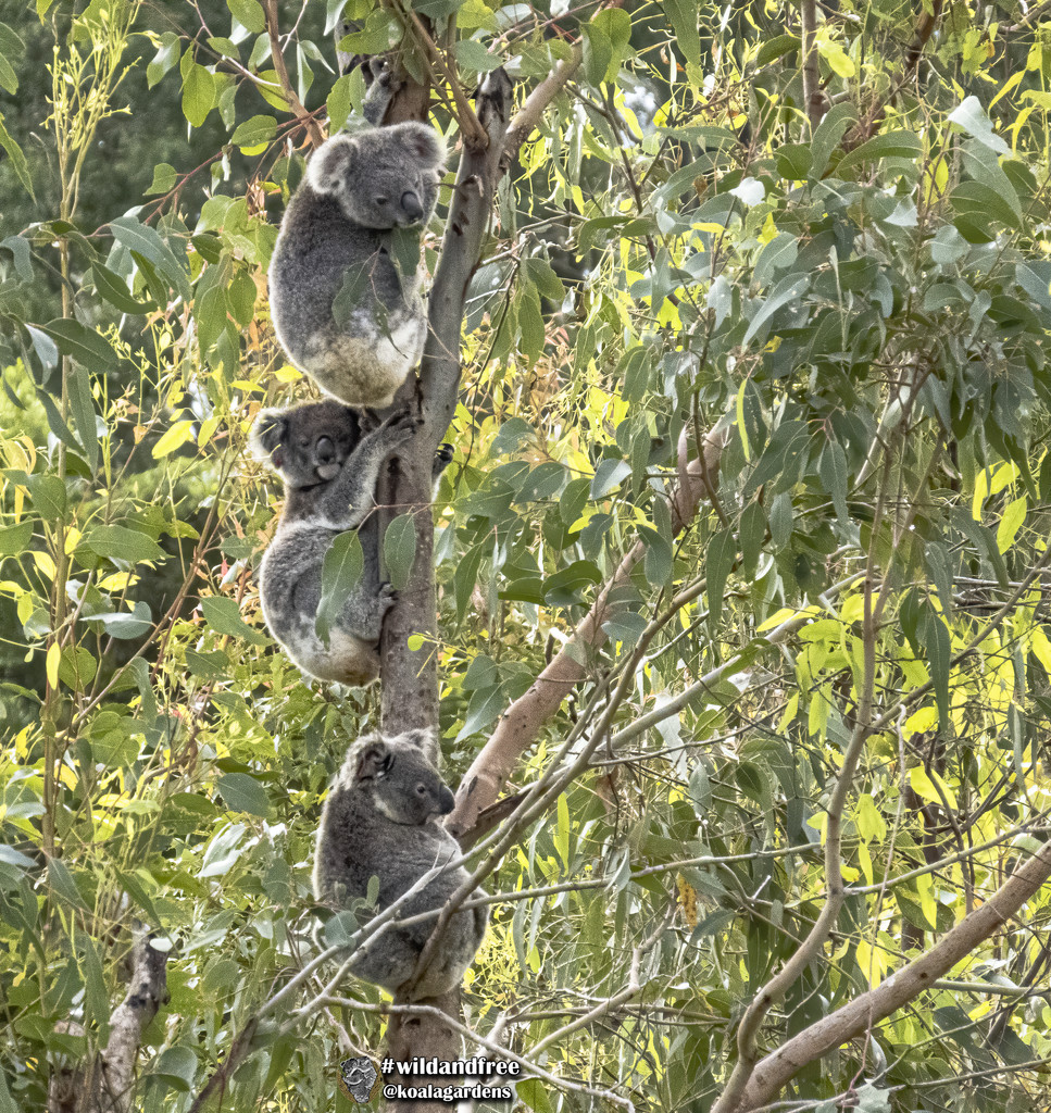 all my koalas in a row by koalagardens