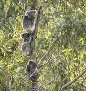 5th May 2021 - all my koalas in a row