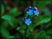 6th May 2021 - Shady Forget-Me-Not