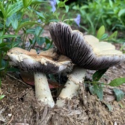 5th May 2021 - Mushrooms