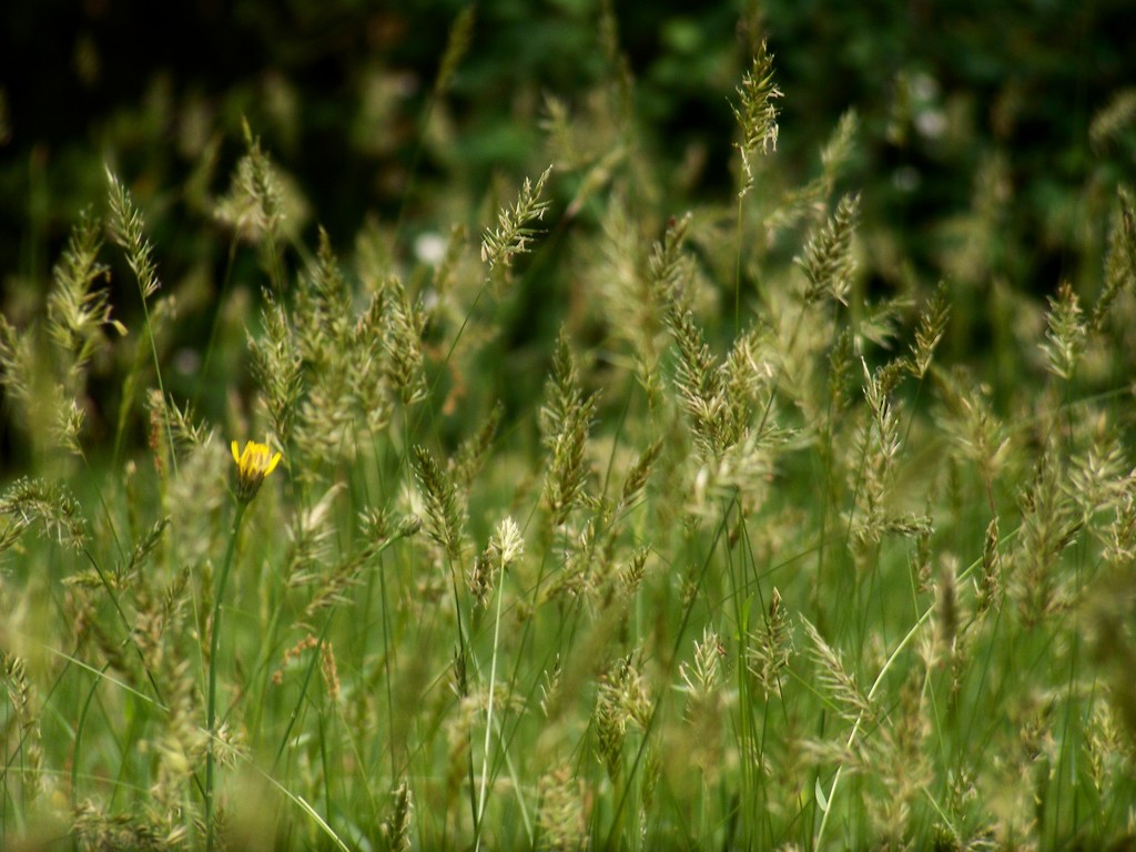 Wild grass and wildflowers... by marlboromaam