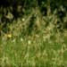 Wild grass and wildflowers... by marlboromaam