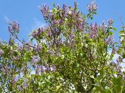 6th May 2021 - Lilac