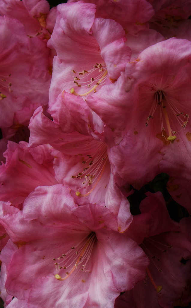 0506 - Rhododendron by bob65