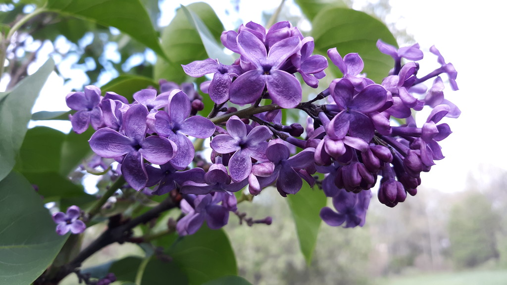 Lilacs  by julie