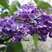Lilacs  by julie