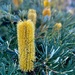 Banksia by mazoo
