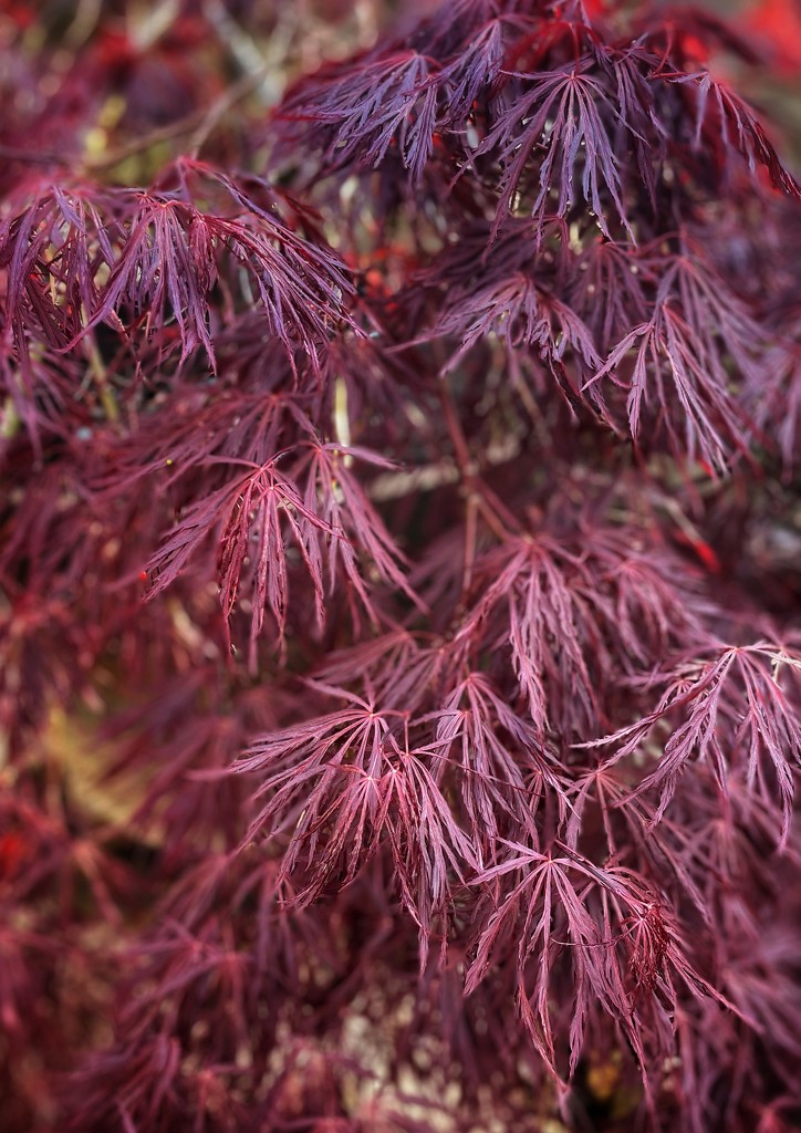 Another Acer by denful