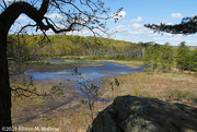 6th May 2021 - Selden Creek Preserve
