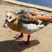 A Male Egyptian Goose by snoopybooboo