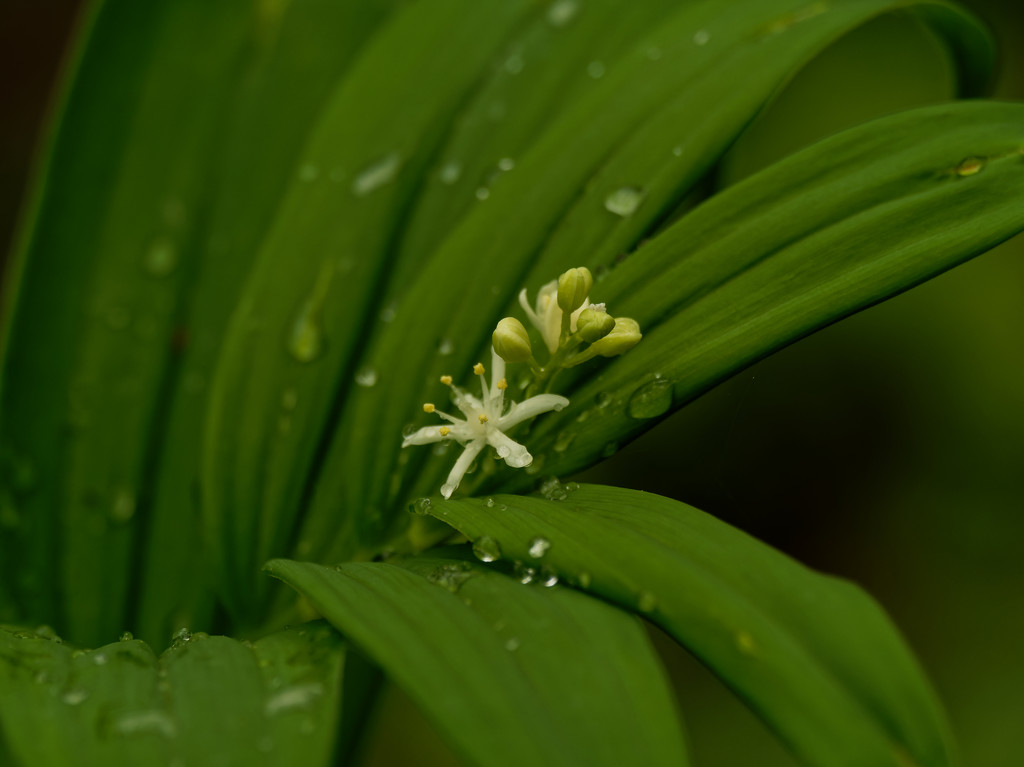 Star flowered Lily of the valley by rminer