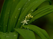 6th May 2021 - Star flowered Lily of the valley