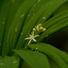 Star flowered Lily of the valley by rminer