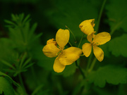 6th May 2021 - greater celandine