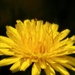 My 18th wildflower find of spring... by marlboromaam
