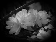 7th May 2021 - White azaleas...